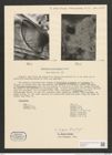 Navicula brasiliensis Grun. (de-Toni-Nr.: Genus 1, Species 135) Zeichnungen Sammlung Grunow (NHMW-BOT-W0366721)